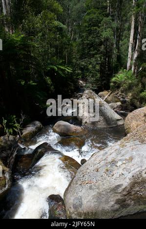 La rivière Toorongo est une rivière sauvage de montagne qui traverse les forêts et traverse des cascades, près de Noojee dans le Gippsland, Victoria, Australie. Banque D'Images