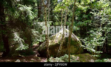 Vue panoramique sur un rocher dans la forêt Banque D'Images