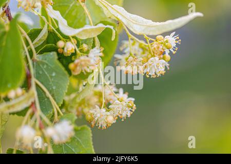 Tilleul jaune de l'arbre de Tilia cordata (tilleul à petits feuilles, fleurs de tilleul à petites feuilles ou fleur de tilleul à petits feuilles), bannière en gros plan. Bottany bloo Banque D'Images