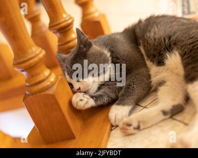 Le chat domestique à la maison se léche Banque D'Images