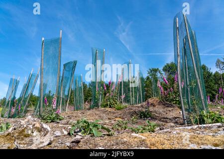 Reboisement dans la forêt d'Arnsberg près de Freienohl, district de Soest, jeunes chênes, avec protection de navigation, pour protéger contre la faune, sur le Banque D'Images