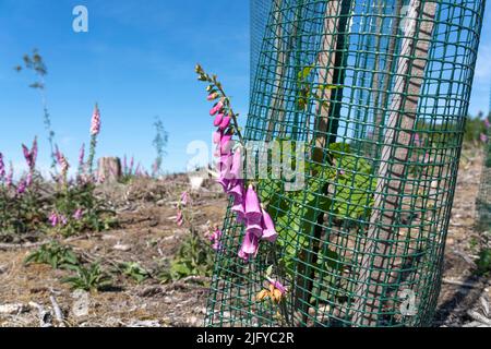 Reboisement dans la forêt d'Arnsberg près de Freienohl, district de Soest, jeunes chênes, avec protection de navigation, pour protéger contre la faune, sur le Banque D'Images