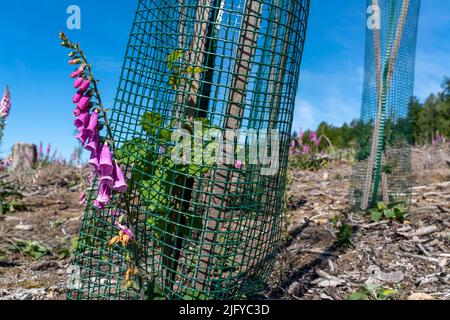 Reboisement dans la forêt d'Arnsberg près de Freienohl, district de Soest, jeunes chênes, avec protection de navigation, pour protéger contre la faune, sur le Banque D'Images