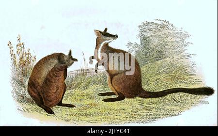 Bürstenschwanz-Felskänguru, Petrogale penicillata, auch Bürsten-Felskänguru oder Pinselschwanzkänguru / rock-wallaby à queue en brosse ou rock-wallaby à petites oreilles, Petrogale penicillata, Historisch, historique, numérique amélioration de la reproduction d'un original du 19th e-wallaby original / 19 ans. Jahrhundert, genaues Originaldatum nicht bekannt, Banque D'Images