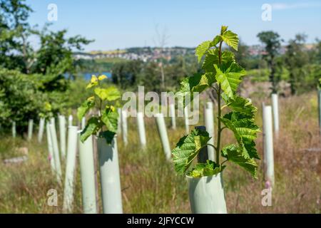 Reboisement dans la forêt d'Arnsberg au-dessus de la Möhnesee, district de Soest, tubes comme protection de navigation, pour protéger contre la faune, sur le site de Banque D'Images