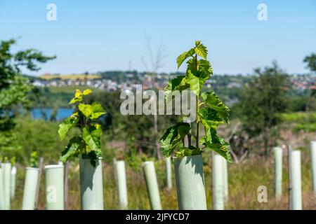 Reboisement dans la forêt d'Arnsberg au-dessus de la Möhnesee, district de Soest, tubes comme protection de navigation, pour protéger contre la faune, sur le site de Banque D'Images