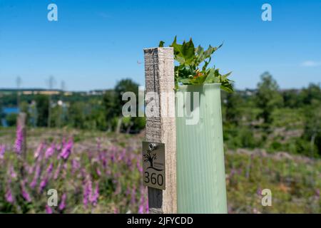 Reboisement dans la forêt d'Arnsberg au-dessus de la Möhnesee, district de Soest, tubes comme protection de navigation, pour protéger contre la faune, sur le site de Banque D'Images