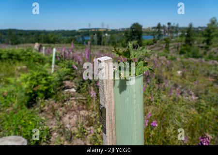 Reboisement dans la forêt d'Arnsberg au-dessus de la Möhnesee, district de Soest, tubes comme protection de navigation, pour protéger contre la faune, sur le site de Banque D'Images