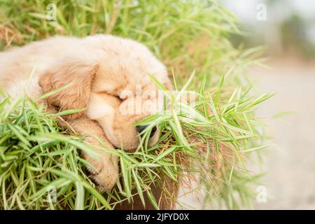 Petit chiot mignon (Golden Retriever) mangeant de petites plantes de bambou ou Thyrsostachys siamensis Gamble dans le pot de jardin Banque D'Images