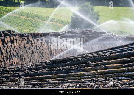 Le stockage humide de bois d'une scierie, le bois qui est entreposé pour une plus longue période de temps est arrosé avec de l'eau de sorte que les billes trempent l'eau et ainsi de garder Banque D'Images