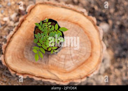 Jeune germe d'arbre (bois de rose, bois de rose siamois ou bois de traque) dans un sac d'ensemencement noir placé sur le dessus de la souche d'arbre. Concept de remplacement et d'environnement Banque D'Images