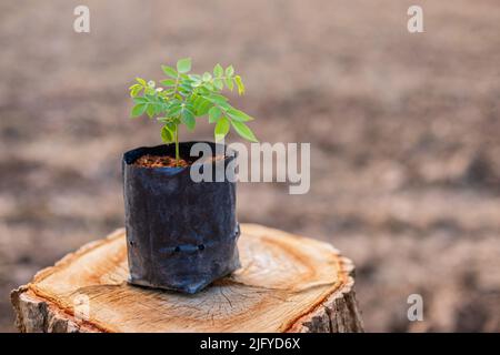 Jeune germe d'arbre (bois de rose, bois de rose siamois ou bois de traque) dans un sac d'ensemencement noir placé sur le dessus de la souche d'arbre. Concept de remplacement et d'environnement Banque D'Images