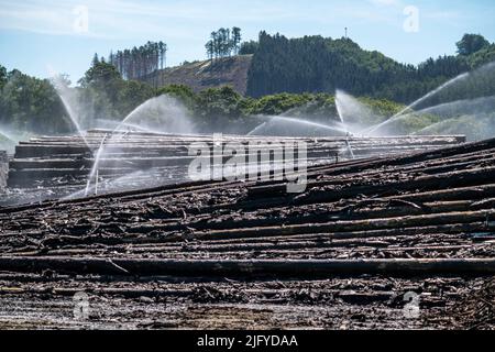 Le stockage humide de bois d'une scierie, le bois qui est entreposé pour une plus longue période de temps est arrosé avec de l'eau de sorte que les billes trempent l'eau et ainsi de garder Banque D'Images