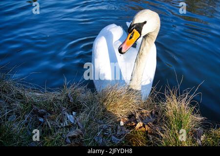 Couper le son du cygne sur le rivage. Regard intéressé de l'oiseau d'eau. Oiseau de Brandebourg. Photo d'animal de la nature Banque D'Images