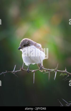 Lanius humeralis brid sur une branche de Thorns acacia dans la prairie de la zone de conservation de Ngorongoro. Concept Safari. Tanzanie. Afrique Banque D'Images