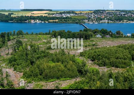 Reboisement dans la forêt d'Arnsberg au-dessus du Möhnesee, district de Soest, site d'une forêt d'épinette qui était morte en raison d'une infestation importante de dendroctone de l'écorce Banque D'Images