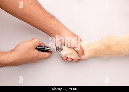 Coupe de clous pour chiens. Homme utilisant un coupe-ongles pour animal à couper l'ongle de chien. Vue de dessus Banque D'Images