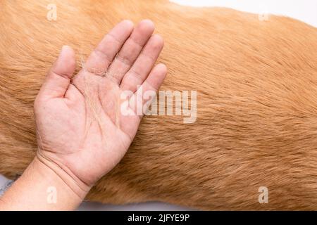 Le chien a perdu le concept de fourrure. Vue de dessus main tenant la fourrure ou les cheveux de chien sur le corps d'un chien Banque D'Images