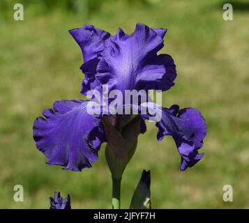 Iris, Die Schwertlie ist eine wachsende sauvage Blume mit blauen Bluten. L'iris est une fleur sauvage avec des fleurs bleues. Banque D'Images