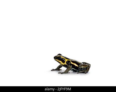 Minuscule ranitomeya ventrimaculata aka réticulé poison grenouille assis sur les côtés. Isolé sur un fond blanc. Banque D'Images