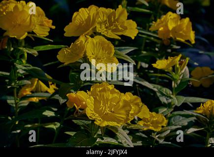 Fleurs jaunes d'Oenothera biennis (primeveau, étoile du soir, coucher de soleil) dans le jardin par une journée ensoleillée, gros plan, plein cadre. Banque D'Images