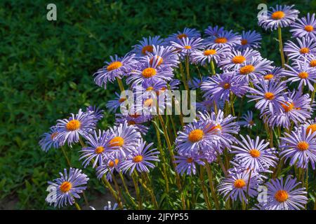 Les pâquerettes bleues poussent dans le jardin aux rayons du soleil couchant. Banque D'Images