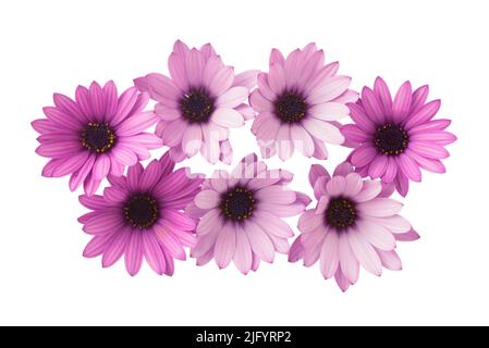 Groupe de pâquerettes pourpres (Osteospermum), fleurs isolées sur fond blanc. Pâquerettes ou pâquerettes africaines Banque D'Images