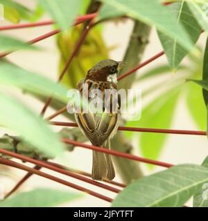 magnifique oiseau d'arrow assis sur une branche rouge d'arbre de manioc Banque D'Images
