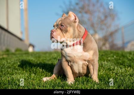 Un chien de poche américain Bully Puppy assis sur l'herbe Banque D'Images