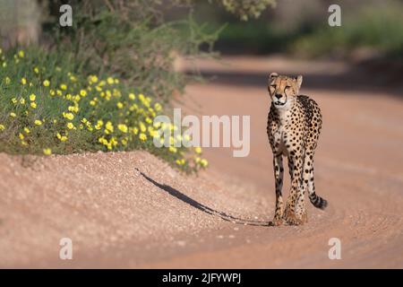 Cheetah (Acinonyx jubatus) femelle, Parc transfrontalier Kgalagadi, Cap Nord, Afrique du Sud, Afrique Banque D'Images