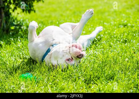 Chien américain Bully mâle avec jouet à l'extérieur Banque D'Images