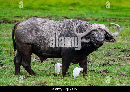 Buffle africain (Syncerus caffer), Parc national d'Amboseli, Kenya, Afrique de l'est, Afrique Banque D'Images