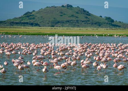 Flamants d'un lac, Parc national d'Amboseli, Kenya, Afrique de l'est, Afrique Banque D'Images