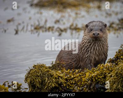 Loutres sauvages sur la belle île de Mull dans les Hébrides intérieures. Banque D'Images