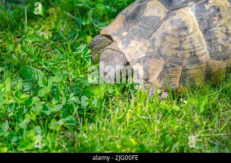 Tortue ensoleillée dans le jardin, assise sur l'herbe verte. Une tortue terrestre. Gros plan Banque D'Images