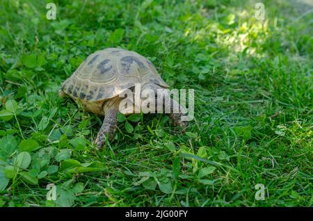 Tortue dans l'herbe. Tortue brune à pois terrestres parmi les plantes vertes dans le jardin. Banque D'Images