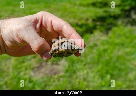 Petite tortue dans la main de l'homme. Reproduction de tortues. Arrière-plan flou. Banque D'Images