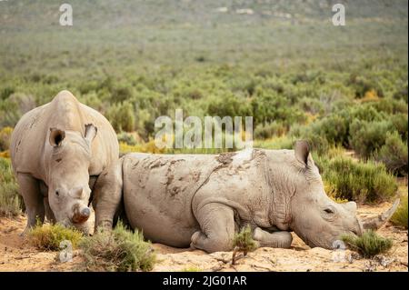 White Rhino, Aquila Private Game Reserve, Touws River, Western Cape, Afrique du Sud, Afrique Banque D'Images