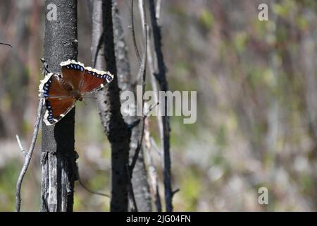 Un papillon en manteau mounant reposant sur un tronc d'arbre Banque D'Images