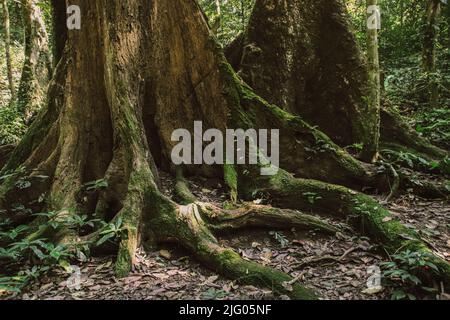 De vieilles racines d'arbres se sont répandues à travers le fond de la forêt dans le parc national de CUC Phuong à Ninh Binh Vietnam Banque D'Images