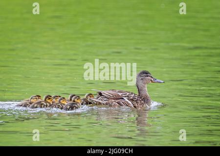 Groupe de 10 canetons Mallard nouveau-né mignon nageant à proximité sur le lac avec mère mallard Banque D'Images