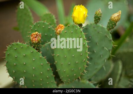 Pear épineux Cactus fleurs jaunes. Opuntia humifusa plante de gros plan. Banque D'Images