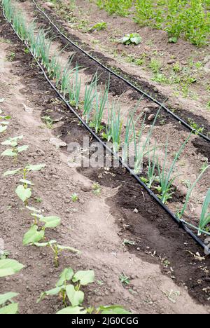 Tuyaux d'irrigation goutte-à-goutte avec système d'arrosage par trous sur le terrain agricole domestique. Arrosage des oignons en été pendant la saison sèche. Banque D'Images