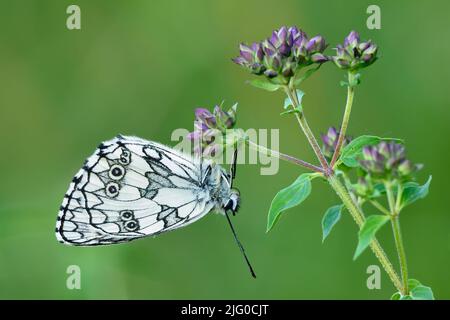 Papillon blanc marbré Melanargia galathea mâle, assis sur une fleur de prairie violette au crépuscule, gros plan. Fond vert flou.. Trencin, Slovaquie Banque D'Images