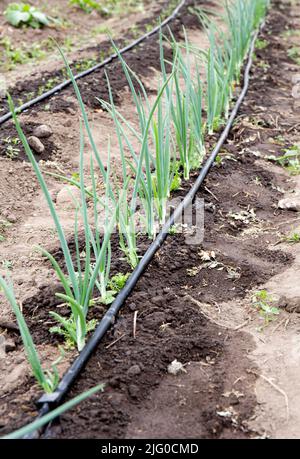 Tuyaux d'irrigation goutte-à-goutte avec système d'arrosage par trous sur le terrain agricole domestique. Arrosage des oignons en été pendant la saison sèche. Banque D'Images