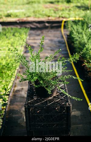 Semis, développement de plantes et d'arbres dans les serres. Petite entreprise. Banque D'Images