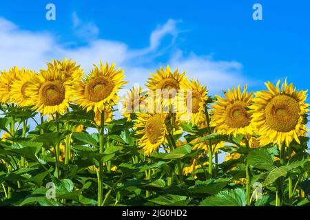 Champ de tournesol (Helianthus annuus) contre un ciel bleu, croissant dans le sud-Touraine, centre de la France. Banque D'Images