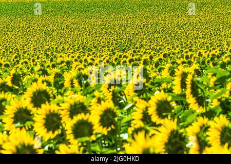 Champ de tournesol (Helianthus annuus) croissant dans le sud-Touraine, centre de la France. Banque D'Images