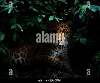 jaguar dans la forêt tropicale sur fond sombre la nuit Banque D'Images