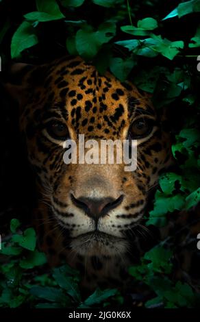 jaguar dans la forêt tropicale sur fond sombre la nuit Banque D'Images